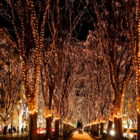 仙台　光のページェント輝くケヤキ並木