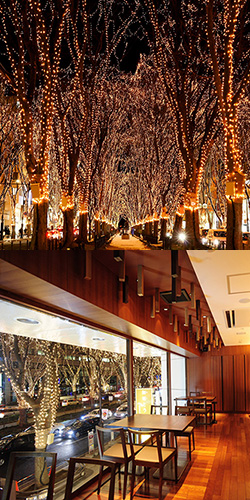 冬の仙台を彩る光のページェントきらめくケヤキ並木